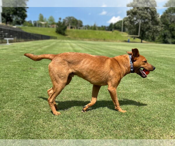 Medium Photo #2 Carolina Dog-Unknown Mix Puppy For Sale in Greenville, SC, USA