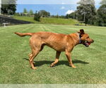 Small #1 Carolina Dog Mix