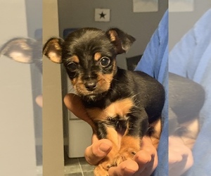Chorkie Puppy for sale in FORT GAY, WV, USA