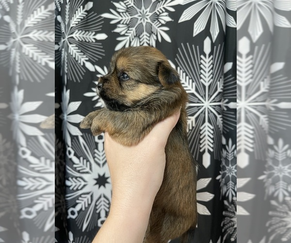 Medium Photo #17 Yorkshire Terrier Puppy For Sale in SAN ANTONIO, TX, USA