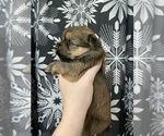 Small #16 Yorkshire Terrier