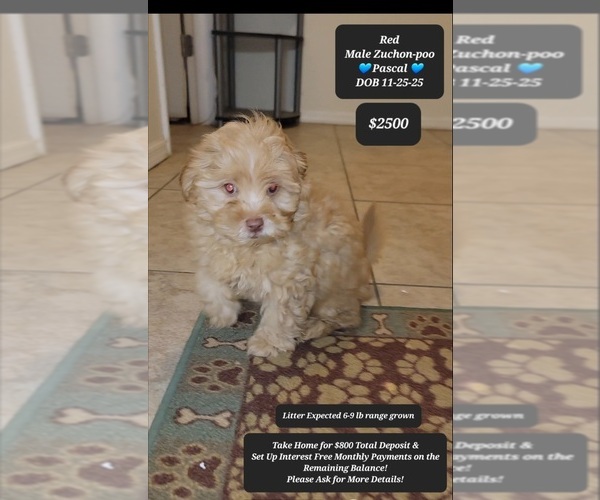 Medium Photo #1 Zuchon Puppy For Sale in TUCSON, AZ, USA