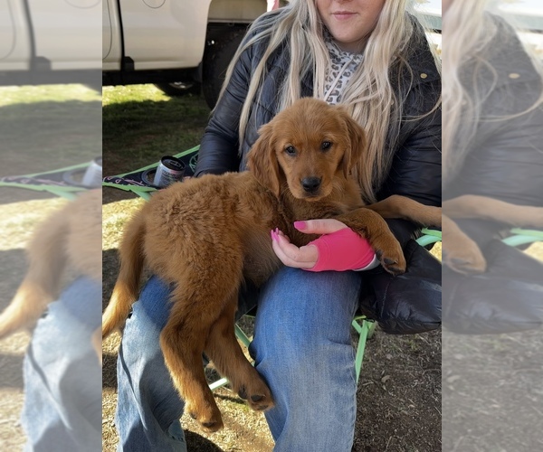 Medium Photo #7 Golden Retriever Puppy For Sale in DENTON, TX, USA