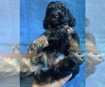 Small Photo #33 Cock-A-Poo-Cockapoo Mix Puppy For Sale in LOVELAND, CO, USA