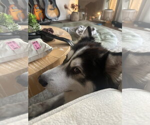 Alaskan Klee Kai-Siberian Husky Mix Dogs for adoption in San Diego, CA, USA