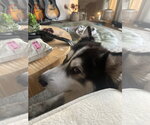 Small Alaskan Klee Kai-Siberian Husky Mix