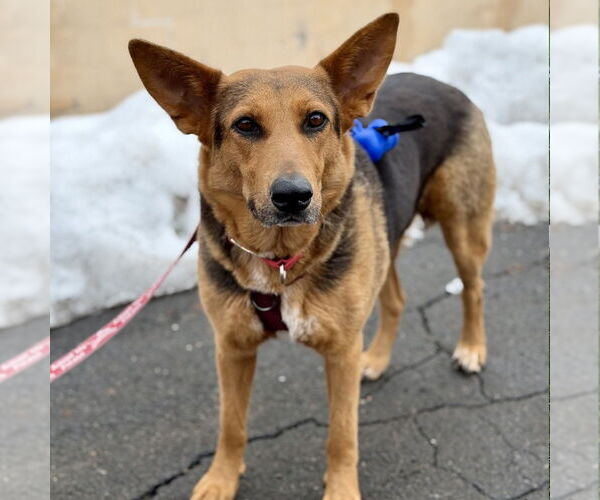 Medium Photo #28 Mutt Puppy For Sale in Canton, CT, USA