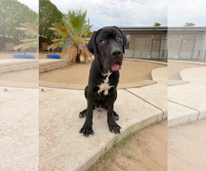 Mutt Dogs for adoption in Goodyear, AZ, USA