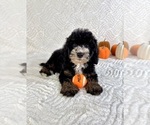 Small #3 Miniature Bernedoodle