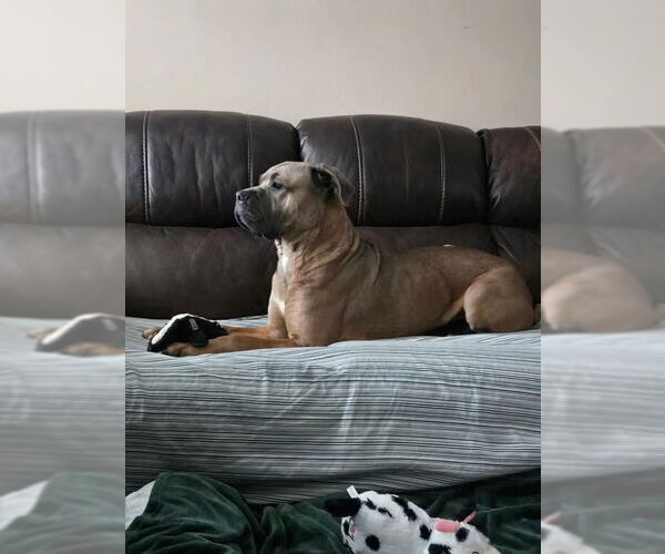 Medium Photo #3 Mutt Puppy For Sale in Sayreville, NJ, NJ, USA