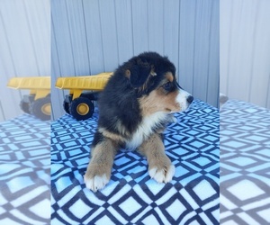 Miniature American Shepherd Puppy for sale in CANON CITY, CO, USA