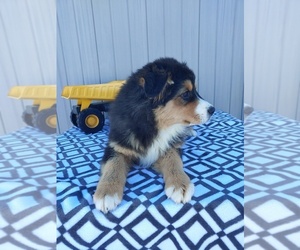Miniature American Shepherd Puppy for sale in CANON CITY, CO, USA