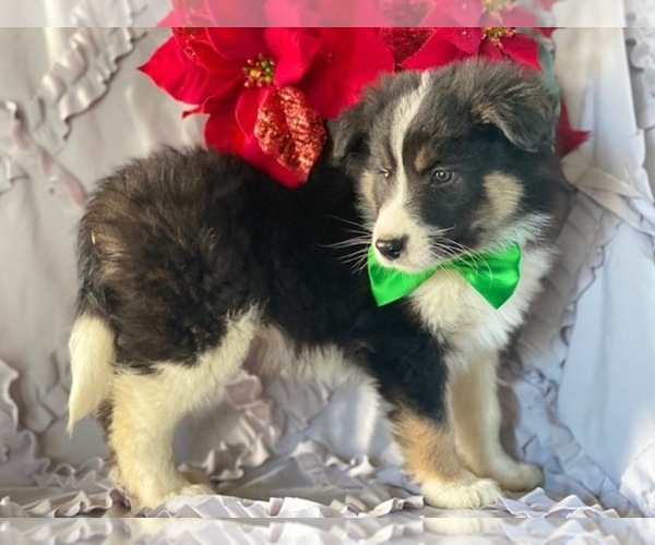 Medium Photo #1 Border-Aussie Puppy For Sale in LANCASTER, PA, USA