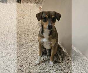 Cheagle Dogs for adoption in Castle Rock, CO, USA