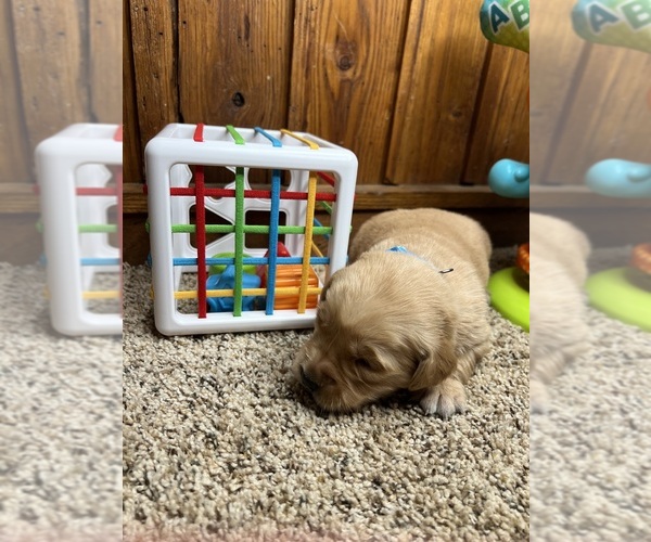 Medium Photo #8 Golden Retriever Puppy For Sale in NEOLA, WV, USA