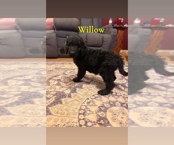 Medium Photo #5 Goldendoodle Puppy For Sale in DENVER, NC, USA