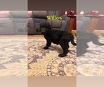 Small Photo #5 Goldendoodle Puppy For Sale in DENVER, NC, USA
