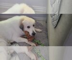 Small Photo #19 Great Pyrenees Puppy For Sale in Spring, TX, USA