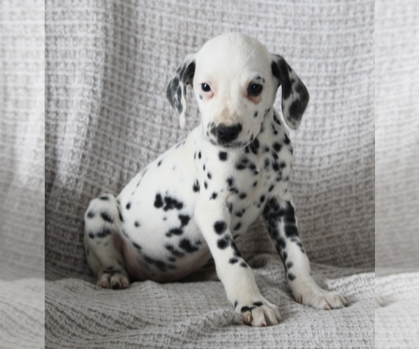 Medium Photo #2 Dalmatian Puppy For Sale in FREDERICKSBURG, OH, USA