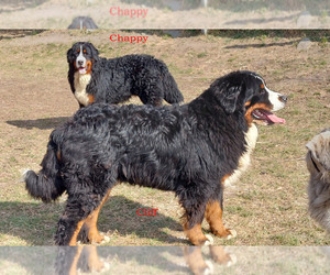 Bernese Mountain Dog Puppy for sale in Hatvan, Heves, Hungary