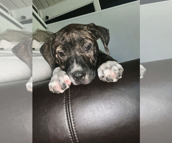 Medium Photo #5 Boxer-Unknown Mix Puppy For Sale in Dana Point, CA, USA