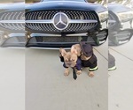Small #29 French Bulldog