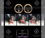 Puppy Silas AKC Dachshund