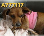 Small #1 Dachshund Mix