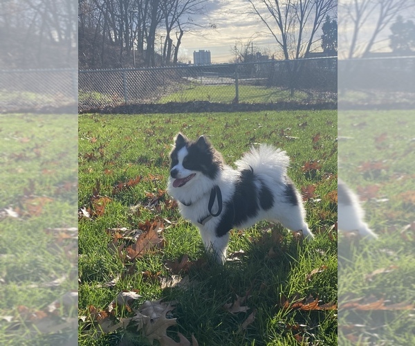 Medium Photo #1 Pomeranian Puppy For Sale in WOONSOCKET, RI, USA