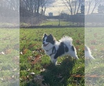 Small Photo #1 Pomeranian Puppy For Sale in WOONSOCKET, RI, USA
