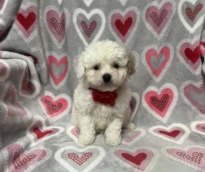 Cavapoo Puppy for sale in JEFFERSONVILLE, IN, USA