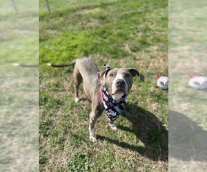 Mutt Dogs for adoption in Forestville, MD, USA