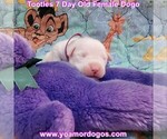 Small Photo #16 Dogo Argentino Puppy For Sale in JANE, MO, USA
