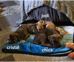 Small #7 Chihuahua Mix