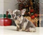 Small #4 French Bulldog