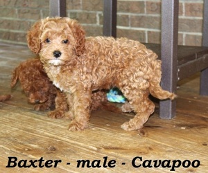 Cavapoo Puppy for sale in CLARKRANGE, TN, USA
