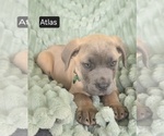 Small #6 Cane Corso