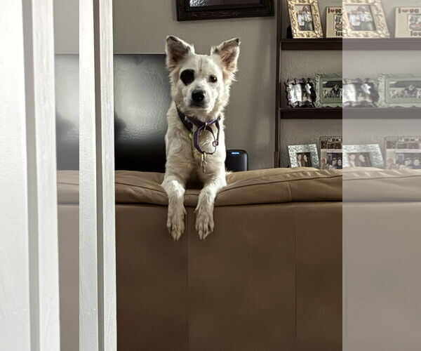 Medium Photo #4 American Eskimo Dog Puppy For Sale in Dallas, TX, USA