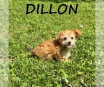 Image preview for Ad Listing. Nickname: Dillon