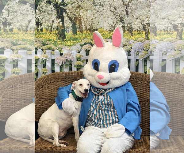 Medium Photo #1 Mutt Puppy For Sale in Rockaway, NJ, USA