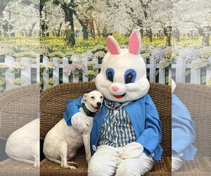 Mutt Dogs for adoption in Rockaway, NJ, USA