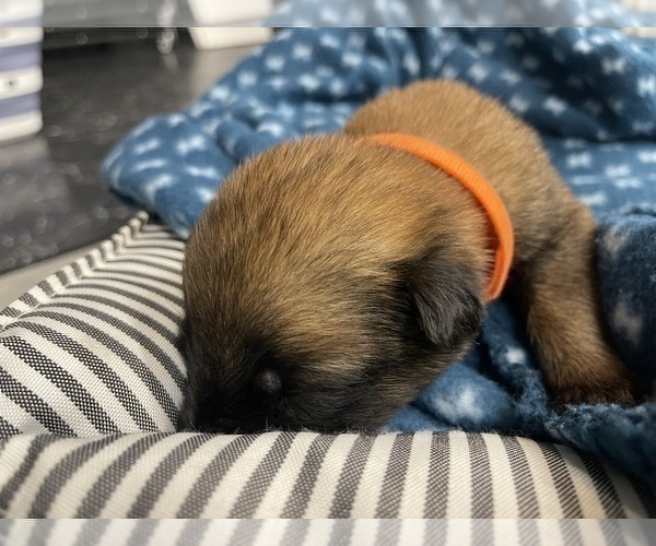 Medium Photo #168 Belgian Malinois Puppy For Sale in REESEVILLE, WI, USA