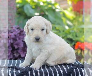 Goldendoodle Puppy for sale in NEW ENTERPRISE, PA, USA