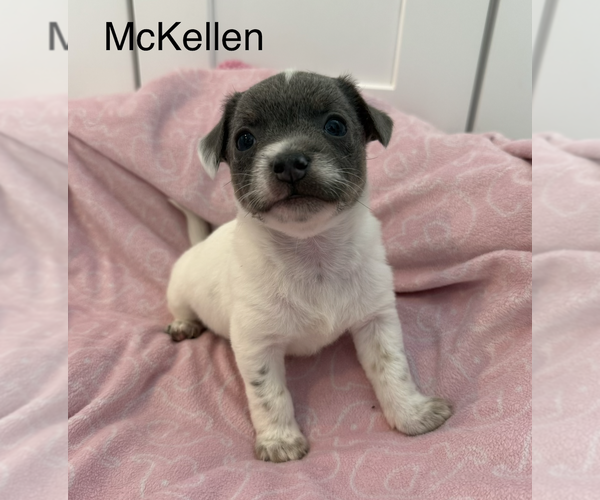 Medium Photo #1 Mutt Puppy For Sale in Bellevue, WA, USA