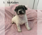 Small Mutt