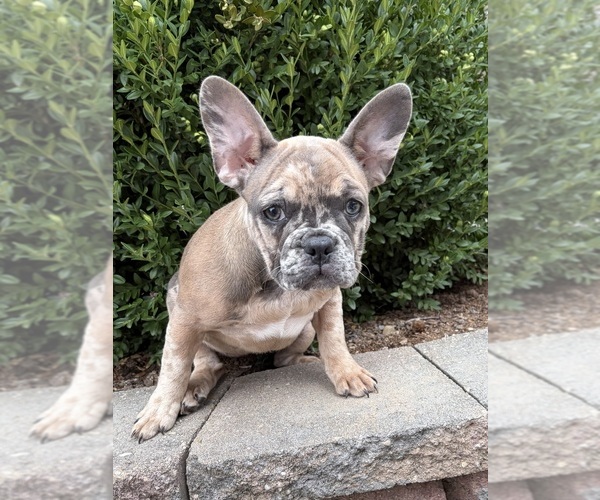 Medium Photo #2 French Bulldog Puppy For Sale in MIDDLEBURY, IN, USA