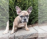 Dixie - Female French Bulldog Puppy for Sale - Photo #2