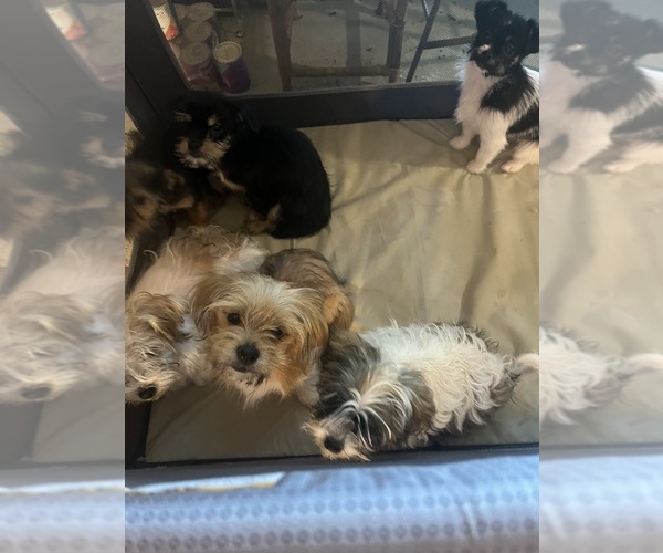 Medium Photo #1 Shorkie Tzu Puppy For Sale in LEBANON, OR, USA