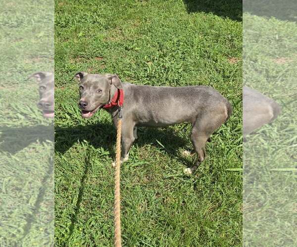 Medium Photo #2 Mutt Puppy For Sale in Rustburg, VA, USA