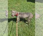 Small #1 Mutt